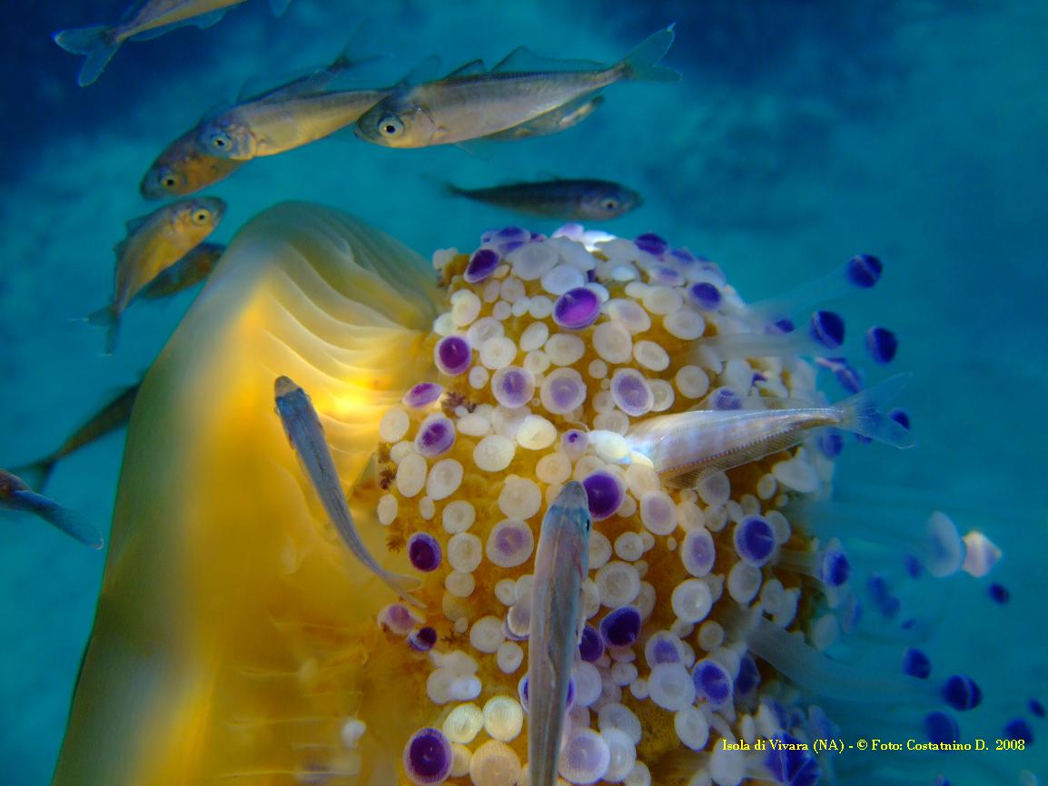 Cotylorhiza tuberculata e Pelagia noctiluca malformata